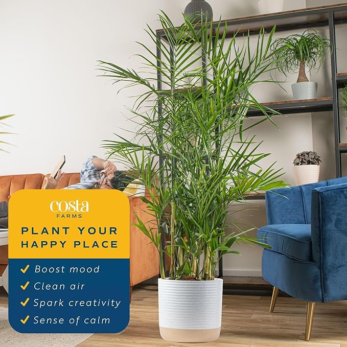Costa Farms Bamboo Palm, Easy to Grow Houseplant, Live Indoor Plant Potted in Decor Plant Pot, Room or Office Decor, 3-4 Feet Tall