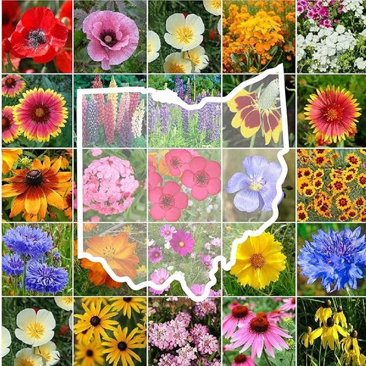 Eden Brothers Ohio Wildflower Mixed Seeds for Planting, 1/4 lb, 120,000+ Seeds with Sweet William, Cornflower | Attracts Pollinators, Plant in Spring or Fall, Zones