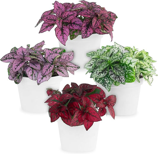 Polka Dot Plant Collection (4-Pack) - House Plants Indoors Live, Air Purifying Live Indoor House Plants, (Red, White, Rose, and Pink) Indoor Plants Live houseplants.