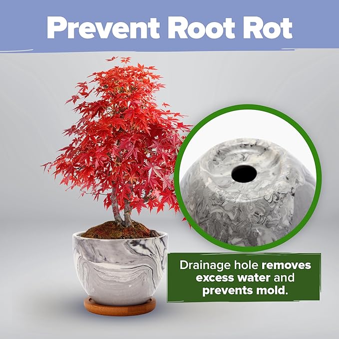 HOME GROWN Bonsai Tree Kit - Premium Ceramic Starter Kit - 4 Variety of Bonsai - Unique Gift for Men and Women Gardeners