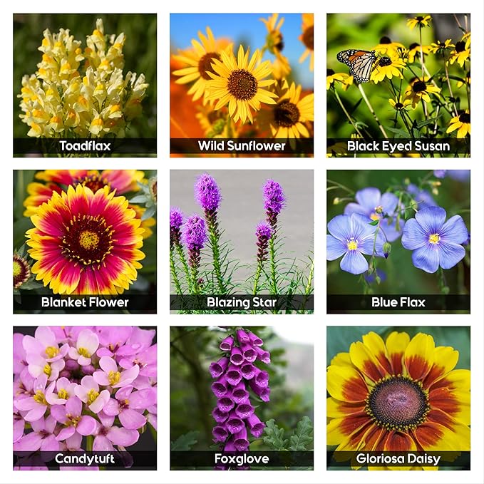 NatureZ Edge Wildflower Seeds, 1/2 lb, 340,000 Seeds, 35 Variety Perennial & Annual Flower Seeds to Plant Outside, Bulk Wildflower Seeds, Wild Flower, Semillas de Flores