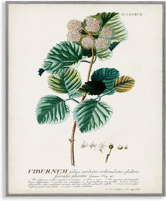 Stupell Industries Botanical Plant Illustration Seeds Vintage Design Grey Framed Wall Art, Multi-Color