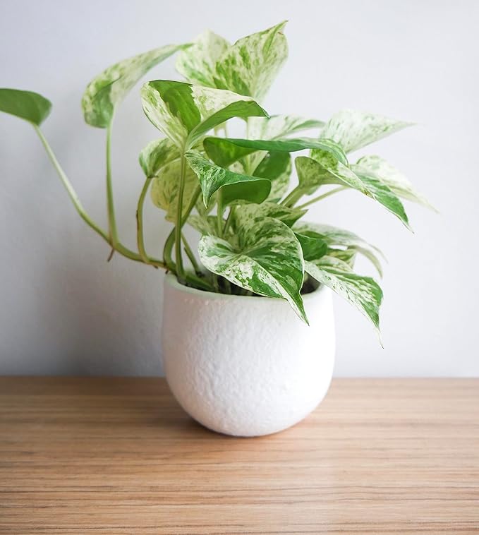 Marble Queen Pothos Plant in 4 Inch Planter Pot for Plants, Low Light Plants Live Houseplants, Pothos Live Plant Decor, Live Plants Indoor Plants Live Houseplants Live Indoor Plants by Plants for Pets