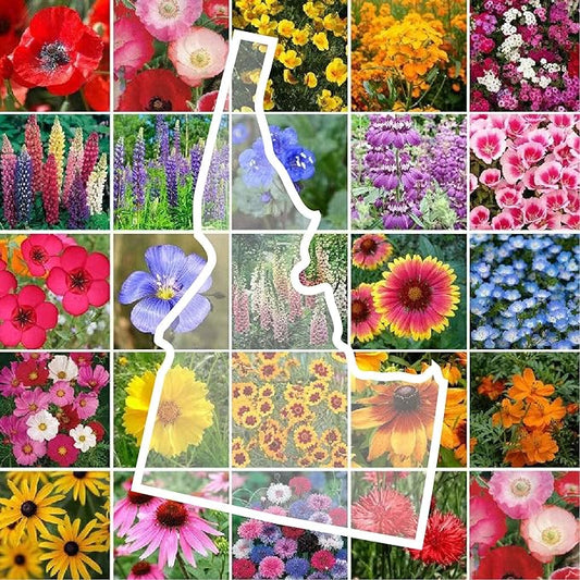 Eden Brothers Idaho Wildflower Mixed Seeds for Planting, 1/4 lb, 120,000+ Seeds with Foxglove, Cosmos | Attracts Pollinators, Plant in Spring or Fall, Zones