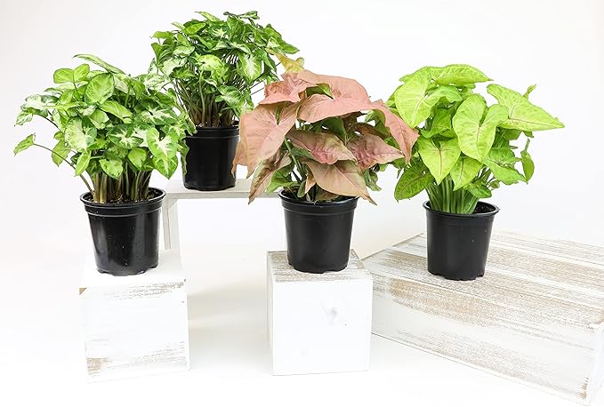 Arrowhead Plant Kit (4 Pack),4 Inch Pots for Plants,Syngonium Plant Live,Plant Gifts for Plant Lovers,Vine Plants Indoor Live,Rooted Live Plants Indoor Plants Live Houseplants by Plants for Pets,Black