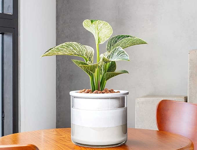 Phoenix Vine 6 Inch Self Watering Planter Pot, Design White Terracotta Pot for Plants, Indoor Cylinder Terra Cotta Pot with Glass Vase, Set of 1, 51-B-F-1