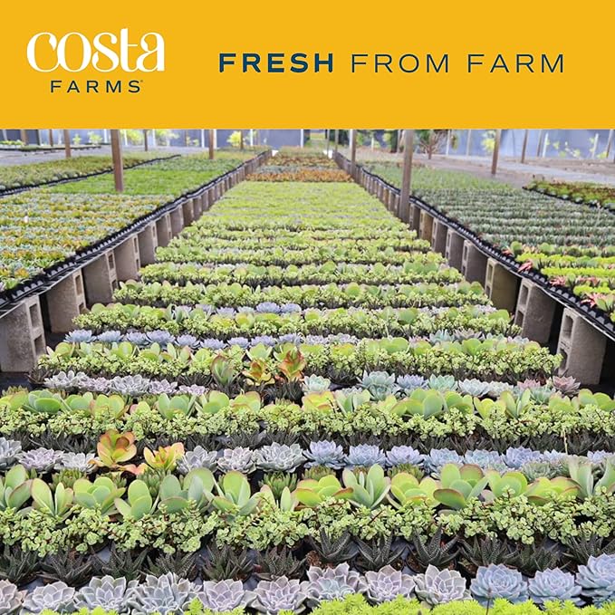 Costa Farms Haworthia Succulent, Easy to Grow Live Plant in Indoor Houseplant Pot, Potting Soil, 4-Inches Tall| Valentines Day Gift | Valentines Day Decoration