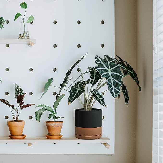 D'vine Dev 6 Inch Ceramic Planter Pot with Drainage Hole and Saucer, Indoor Cylinder Round Planter Pot, Black/Speckled Tan, 94-O-C-7