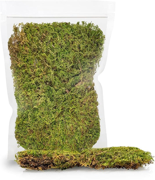 Preserved Sheet Moss in Natural Green | Decorative Real Natural Green DIY Kit Terrariums Gardenning Art Wall Decor Florist Decor Easter Table Decor Wedding - 3 Quart