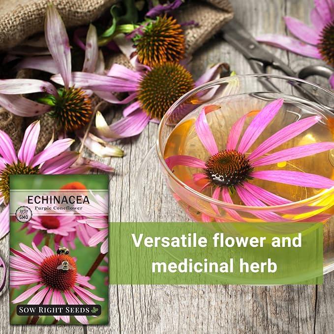 Sow Right Seeds - Purple Coneflower/Echinacea Flower Seeds for Planting - Non-GMO Heirloom - Plant for an Herbal Tea Garden - Attract Pollinators - Great Cut and Come Back Flower (2)