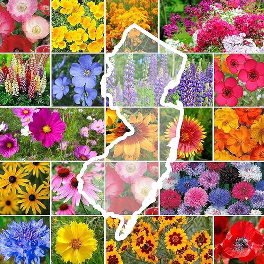 Eden Brothers New Jersey Wildflower Mixed Seeds for Planting, 1/4 lb, 120,000+ Seeds with Cornflower, Coneflower | Attracts Pollinators, Plant in Spring or Fall, Zones