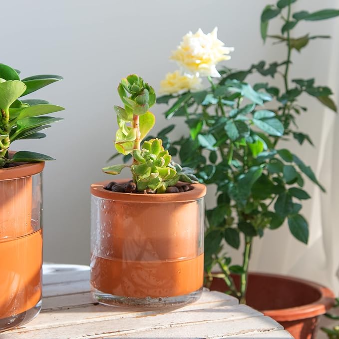 Phoenix Vine 4 Inch 6 Inch Self Watering Plants Pots, Design Terracotta Pots for Plants, Indoor Cylinder Terra Cotta Planter with Glass Vase Set, 51-A-G-46