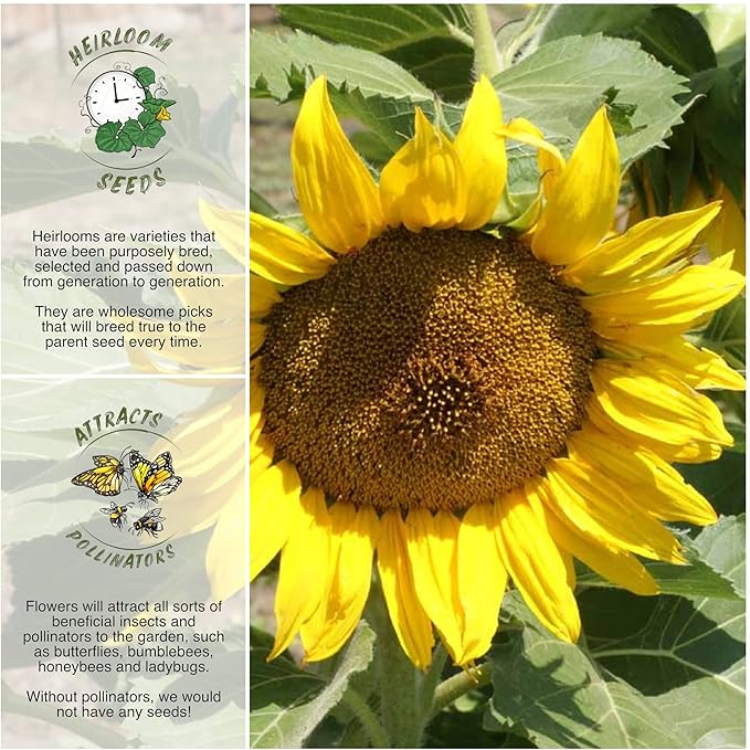 Seed Needs, Dwarf Sunspot Sunflower Seeds - 80 Heirloom Seeds for Planting Helianthus annuus - Attracts Butterflies & Pollinators, Grows 2 Feet Tall (2 Packs)