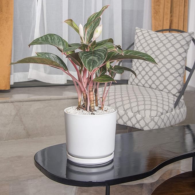 Ekirlin 5 inch Plant Pots,Ceramic Flower Planters Indoor,Modern Succulents Containers with Drain Hole Saucer,Decorate Home,Office & Outdoor (White)