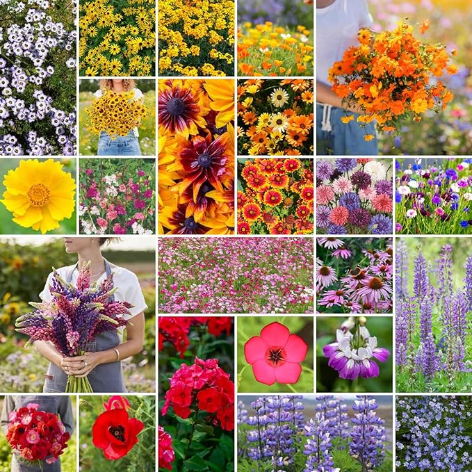 Eden Brothers Southwest Wildflower Mixed Seeds for Planting, 25 lb, 12,000,000+ Seeds with Cornflower, Blanket Flower | Attracts Pollinators, Plant in Spring or Fall, Zones 3, 4, 5, 6, 7, 8, 9, 10