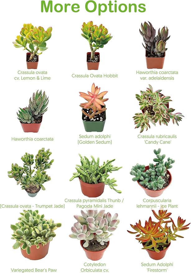 4-inch Succulent Aeonium Dodrantale, Live Succulents Plants Fully Rooted in Pots with Soil, Easy-Care House Plants for DIY, Home Office Decoration