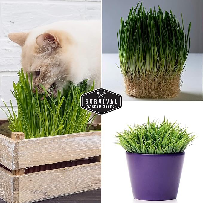 Cat Grass Seed for Planting - 3 Packets with Instructions to Plant & Grow Greens for Your Pet Indoors or Outdoors in a Container or Garden - Non-GMO Heirloom Variety - Survival Garden Seeds