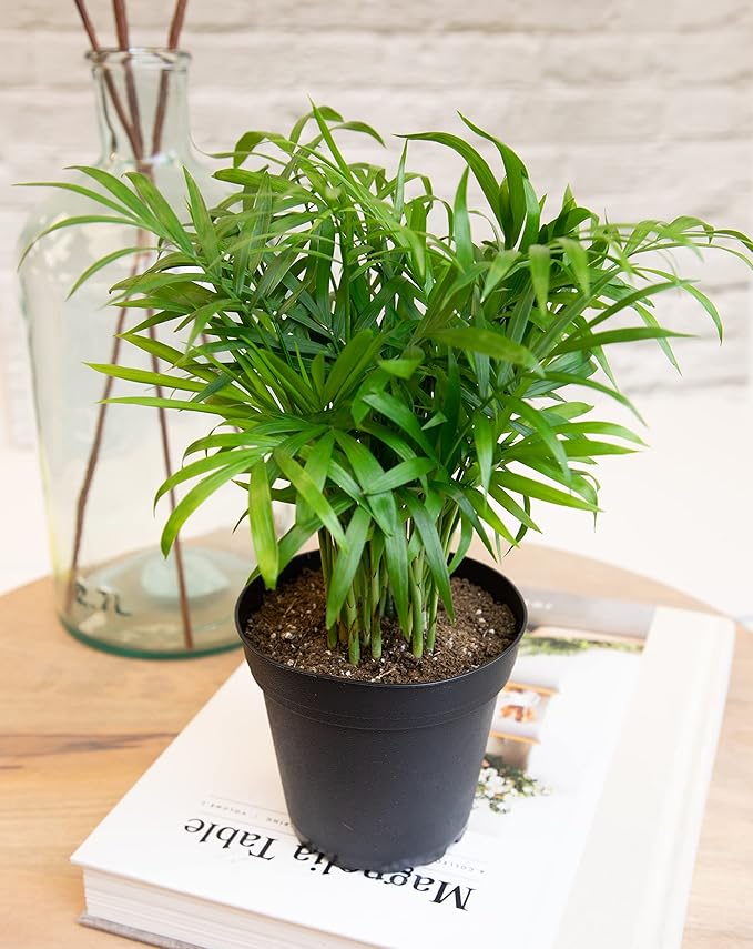 Essential Houseplant Collection (3PK) Live Plants Indoor Plants Live Houseplants in Plant Pots, Easy House Plants Indoors Live, Snake Plant, Pothos in Potting Soil, Clean Air Plants by Altman Plants