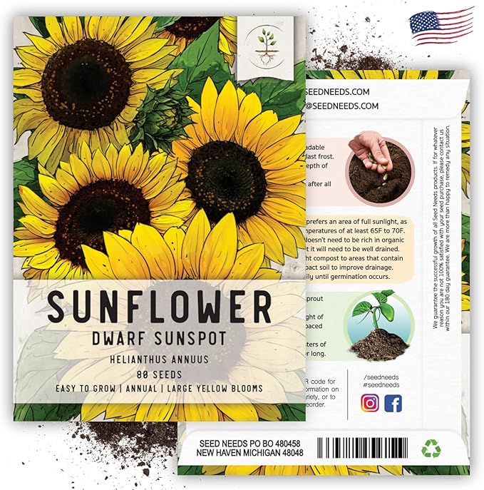 Seed Needs, Dwarf Sunspot Sunflower Seeds - 80 Heirloom Seeds for Planting Helianthus annuus - Attracts Butterflies & Pollinators, Grows 2 Feet Tall (2 Packs)