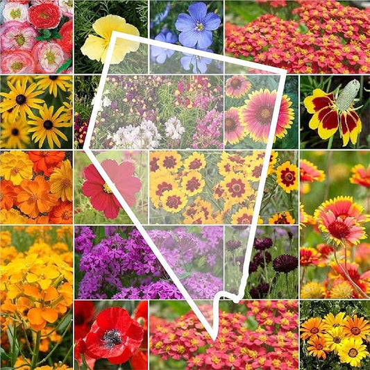 Eden Brothers Nevada Wildflower Mixed Seeds for Planting, 1 lb, 480,000+ Seeds with Yarrow, Cosmos | Attracts Pollinators, Plant in Spring or Fall, Zones