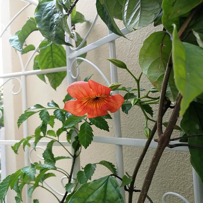 Metal Garden Trellis Rustproof Trellis for Climbing Plants Outdoor Flower Support Butterfly Deco (Cream White-2 Pack, 71"x19.7")