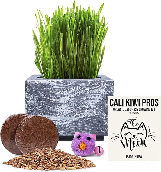 Cali Kiwi Organic Cat Grass Kit - Cat Grass for Indoor Cats with Toy – Natural Hairball Remedy, Supports Digestion & Health, Single Planter & Great Value (Sea Foam)