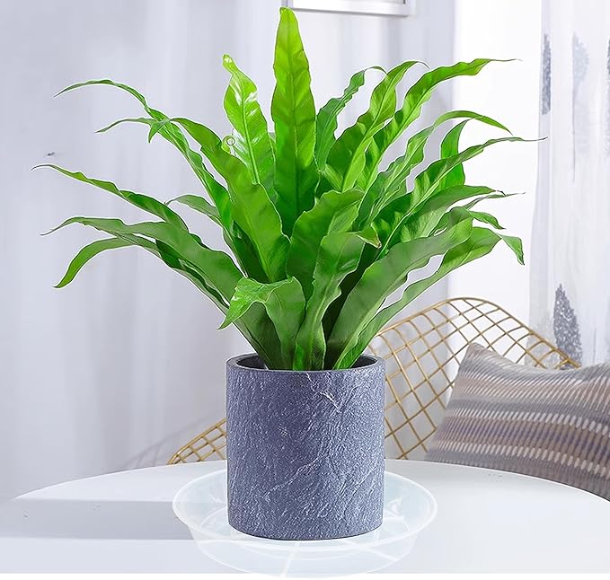 6 Pack Plant Saucer Drip Tray 9 10 inch, Plant Dishes Saucer, Heavy Sturdy Plastic Planter Flower Pot Saucers for Indoor Outdoor Garden, Plant Water Drip Trays for pots (10", Clear)