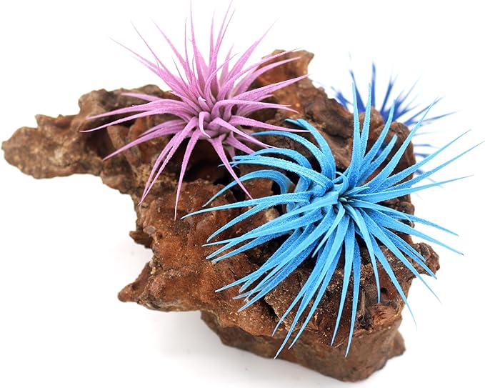 Live Extra Large Tillandsia Ionantha Guatemala Colorful Air Plant 3+ inch Enhanced Color Easy Care Indoor Outdoor Home Decor Gift Airplant by Awesome Industries (Light Blue XL)