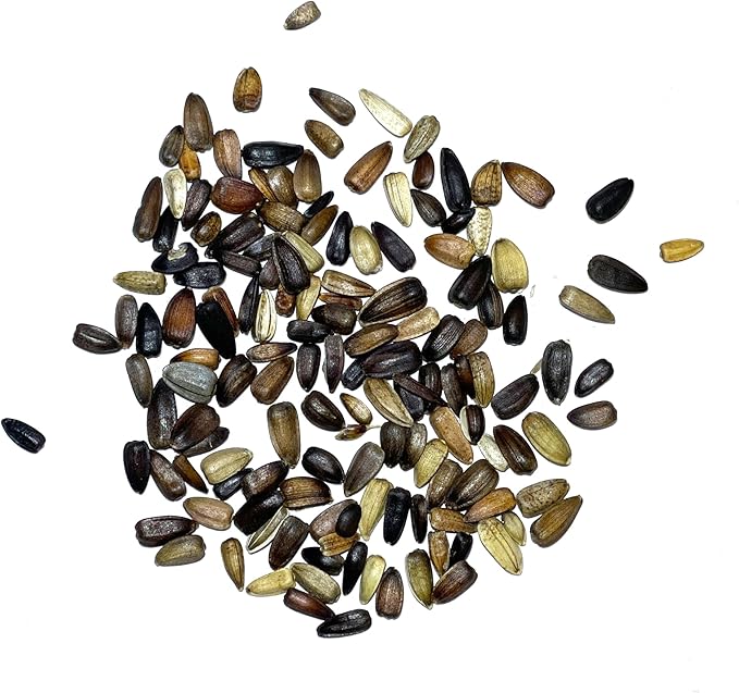 Seed Needs, Red Sun Sunflower Seeds - 120 Heirloom Seeds for Planting Helianthus annuus - Great Cut Flowers, Attracts Butterflies/Pollinators (2 Packs)
