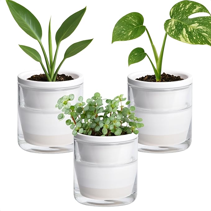 D'vine Dev 4 Inch Design Self Watering Planter for Indoor Plants, White Terracotta Pots with Cylinder Glass Cup, Set of 3, 37-Z-A-2-T