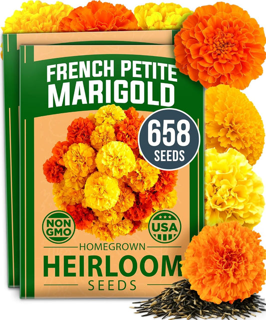 HOME GROWN Petite French Marigold Seeds 658 Flower Seeds for Planting Outdoor Easy to Grow Companion Plant & Quick Blooming Pollinator Heirloom Wildflower Seeds (Tagetes patula)