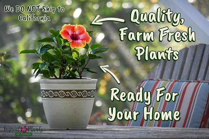 Fiesta Hibiscus Bush - Live Hibiscus Flowering Plant - Tropical Flower Plant - 1 Gallon Planter - Overall Height 10" to 14" - Tropical Plants of Florida (Plant Only)