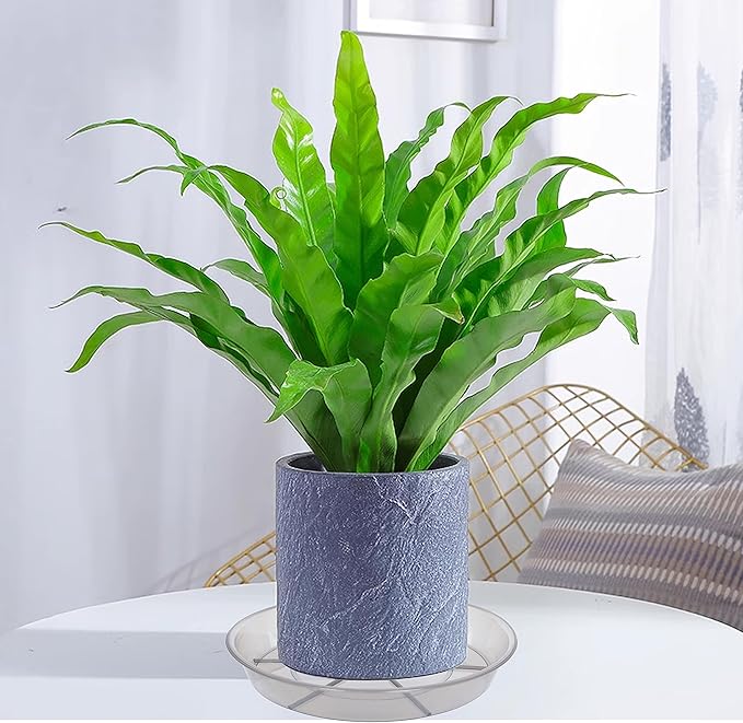 6 Pack Plant Saucer Drip Tray 9 10 inch, Plant Dishes Saucer, Heavy Sturdy Plastic Planter Flower Pot Saucers for Indoor Outdoor Garden, Plant Water Drip Trays for pots (10", Grey)