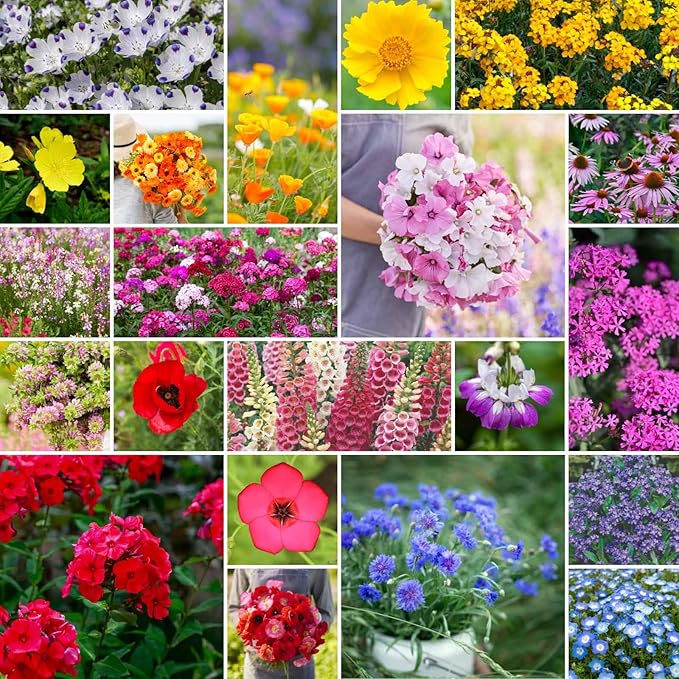 Eden Brothers Partial Shade Wildflower Mixed Seeds for Planting, 10 lb, 4,800,000+ Seeds with Sweet William, Foxglove | Attracts Pollinators, Plant in Spring or Fall, Zones 3, 4, 5, 6, 7, 8, 9, 10