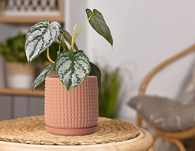 D'vine Dev 6 Inch Terracotta Beaded Planter Pot - Flower Pot with Drainage Hole and Saucer for Indoor Succulent Plants or Flowers, Terracotta, 27-C-X-7