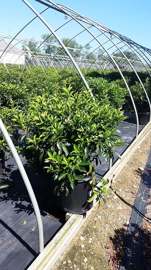Kalmia LAT. 'Carousel' (Mountain Laurel) Evergreen, 2-Size Container, White w/Burgundy Flowers