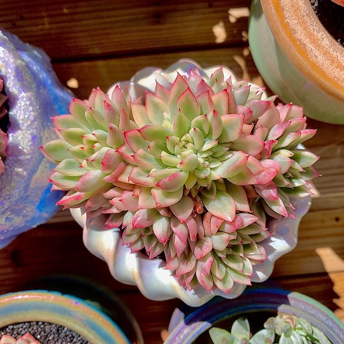 FWPP Live Succulent Echeveria Mebina Variegata,3.5 Inches Mini Succulents Plants Live,Bare Root Without Pot Soil,Clustered Live Plants,House Plants for Gift Party Wedding Garden Baby Shower DIY Decor