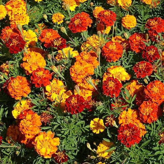 Outsidepride French Marigold Seeds Mix - 1 Lb. Annual, Compact, Heat & Drought Tolerant Flower Seeds for Planting w/Orange & Yellow Prolific Blooms, Ideal for Vibrant Pollinator Gardens
