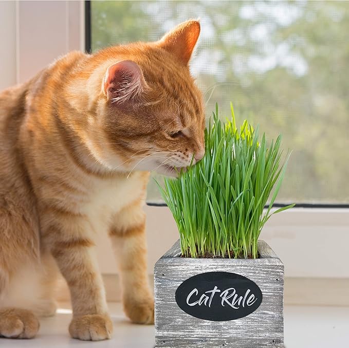 Cat Grass for Indoor Cats Kit – Organic Wheatgrass Seed & Soil, Hairball Remedy in Red Cedar Planter, Gift Box with Bonus Label, Pen & 10% Cat Treats Discount (Coast)