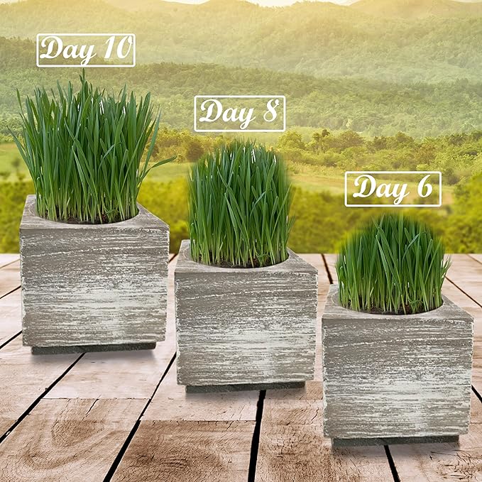 Cali Kiwi Organic Cat Grass Kit - Cat Grass for Indoor Cats with Toy – Natural Hairball Remedy, Supports Digestion & Health, Single Planter & Great Value (Sea Foam)