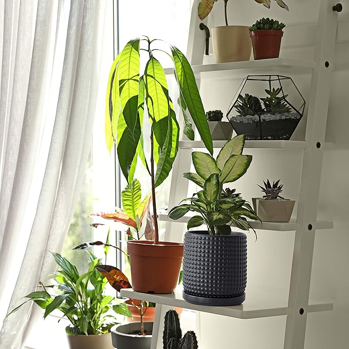 D'vine Dev 6 Inch Ceramic Beaded Stoneware Planter Pot - Flower Pot with Drainage Holes and Saucers for Indoor Succulent Plants or Flowers, Ebony Matte, 27-C-X-6