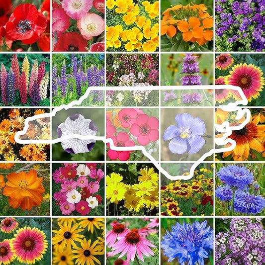 Eden Brothers North Carolina Wildflower Mixed Seeds for Planting, 5 lb, 2,400,000+ Seeds with Cornflower, African Daisy | Attracts Pollinators, Plant in Spring or Fall, Zones 3, 4, 5, 6, 7, 8, 9, 10