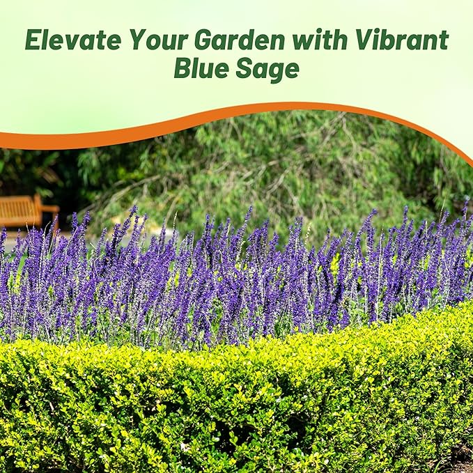 Outsidepride Blue Sage Seeds - 5000 Pcs Perennial, Drought-Tolerant & Deer-Resistant Wildflower Seeds w/Fragrant Blooms for Pollinator Attractant for Butterfly & Hummingbird Gardens & Landscaping