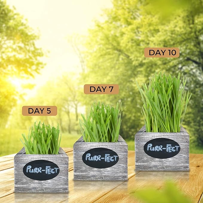 Cat Grass for Indoor Cats Kit – Organic Wheatgrass Seed & Soil, Hairball Remedy in Red Cedar Planter, Gift Box with Bonus Label, Pen & 10% Cat Treats Discount (Coast)