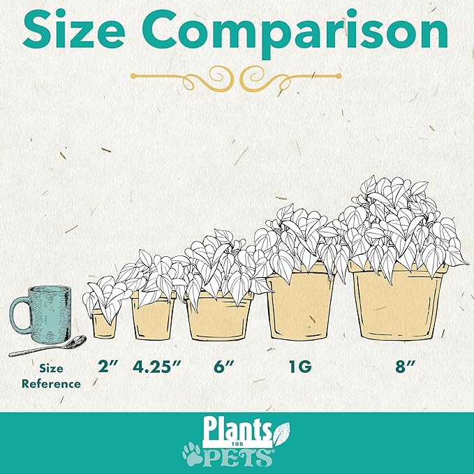 Essential Houseplant Collection (3PK) Live Plants Indoor Plants Live Houseplants in Plant Pots, Easy House Plants Indoors Live, Snake Plant, Pothos in Potting Soil, Clean Air Plants by Plants for Pets