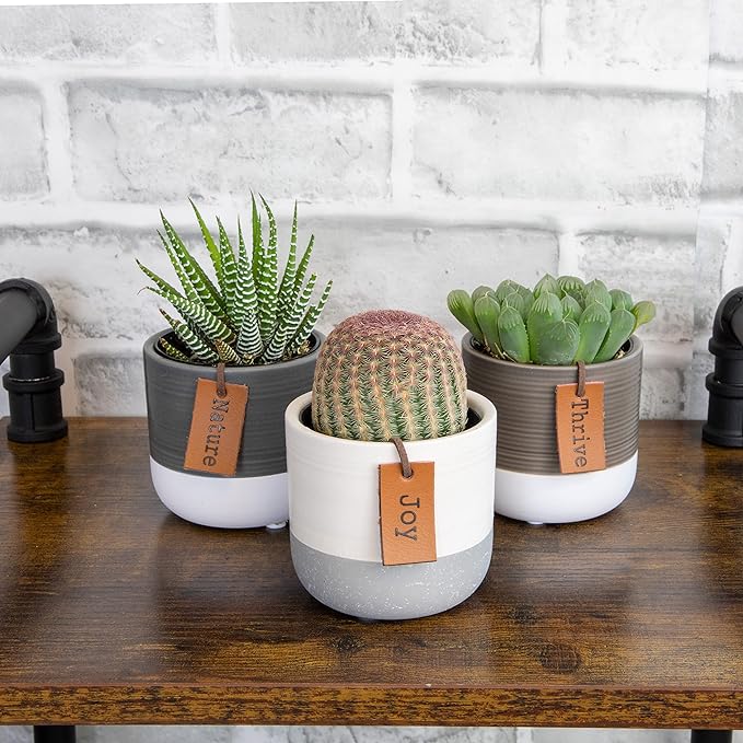 Succulents Plants Live in Plant Pot Set (3 Pack), Succulent Cactus Plants Live Plants, Indoor Plants Live Gardening Gifts for Plant Lovers, Live Succulents Plants Live Houseplants by Plants for Pets