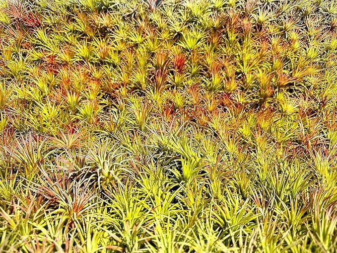 Air Plants - Tillandsia Ionantha Pack, Regular 1-3" - 5ct - Live Arrival Guaranteed - House Plants for Home Decor & Gift