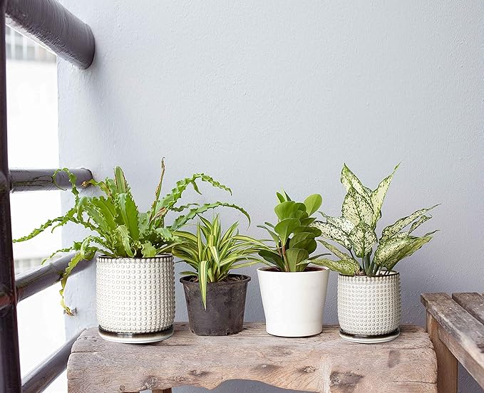 D'vine Dev 6 Inch 4 Inch Ceramic Indoor Planter Pots with Drainage Hole and Saucer, Beaded Design Flower Pots, Set of 2, Smoked White, 27-D-U-1