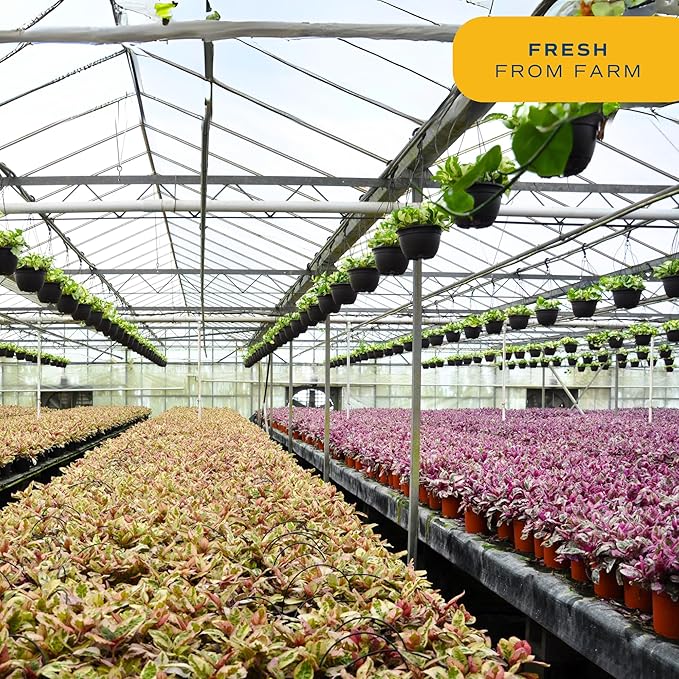 Costa Farms Dracaena Golden Heart Live Indoor Plant, Easy to Grow Houseplant in Modern Plant Pot, Potting Soil, Living Room, Home and Office Decor, Housewarming Gift, 2-3 Feet Tall