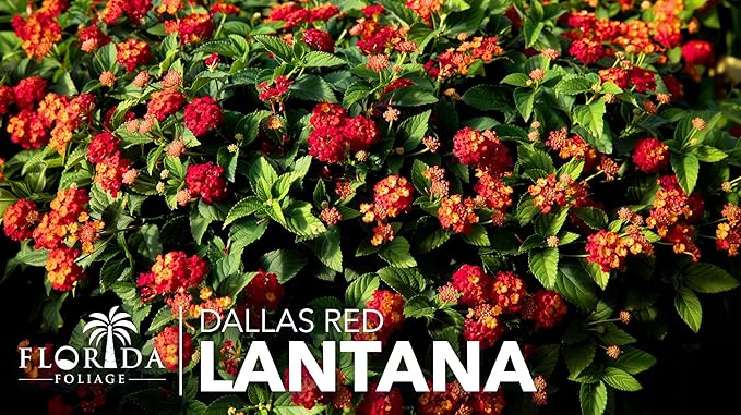 Lantana Dallas Red | 10 Live Plants | Lantana Camara | Flowering Perennial | Garden Colorful Bloom | Hardy Outdoor Decor | Vibrant Red Flowers